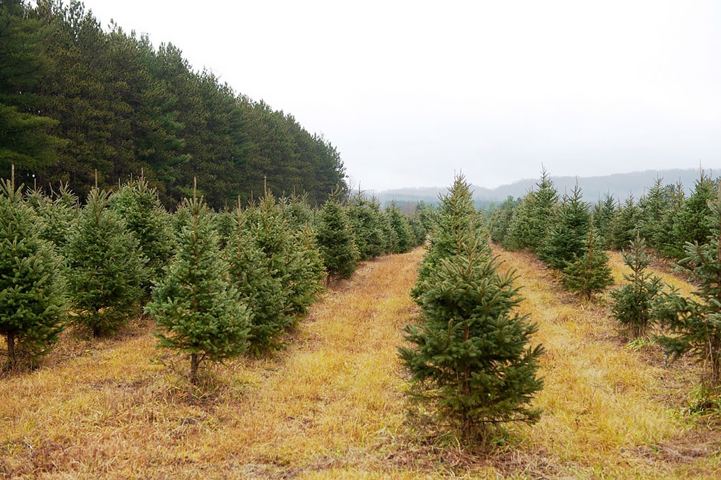 Weihnachtsbäume werden auf landwirtschaftlichen Flächen angebaut